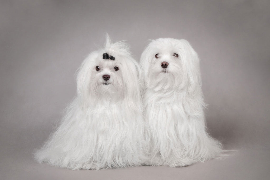 Two small pupils showing sign of marriage